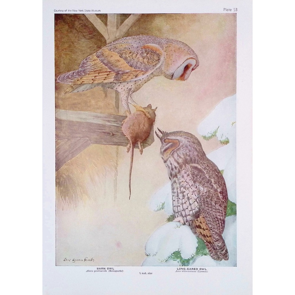 1936 Barn Owl Long-Eared Owl Fuertes Bird Print Plate Vintage Wall Art Decor